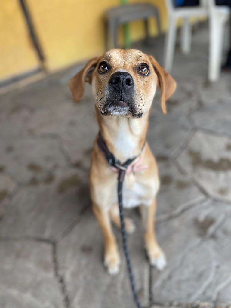 Daisy (In Foster), a Adoptable Hound in New Orleans, LA image 1/4