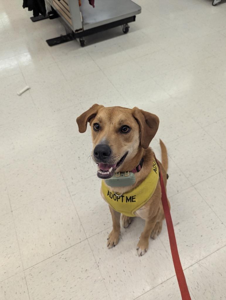 Daisy (In Foster), a Adoptable Hound in New Orleans, LA image 2/4