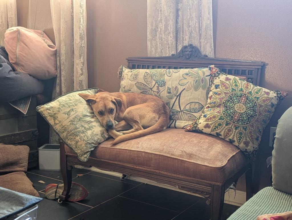 Daisy (In Foster), a Adoptable Hound in New Orleans, LA image 3/4