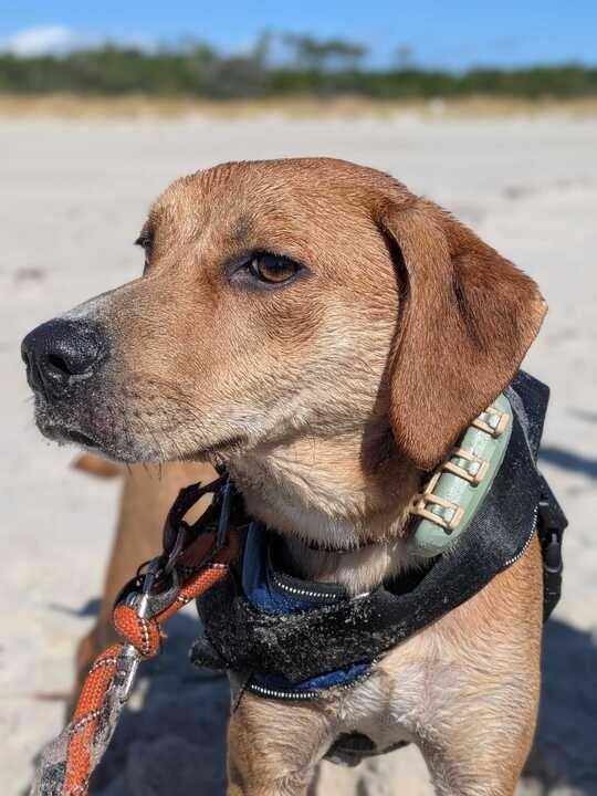 Enlarge Daisy (In Foster), a Adoptable Hound in New Orleans, LA image 1/6