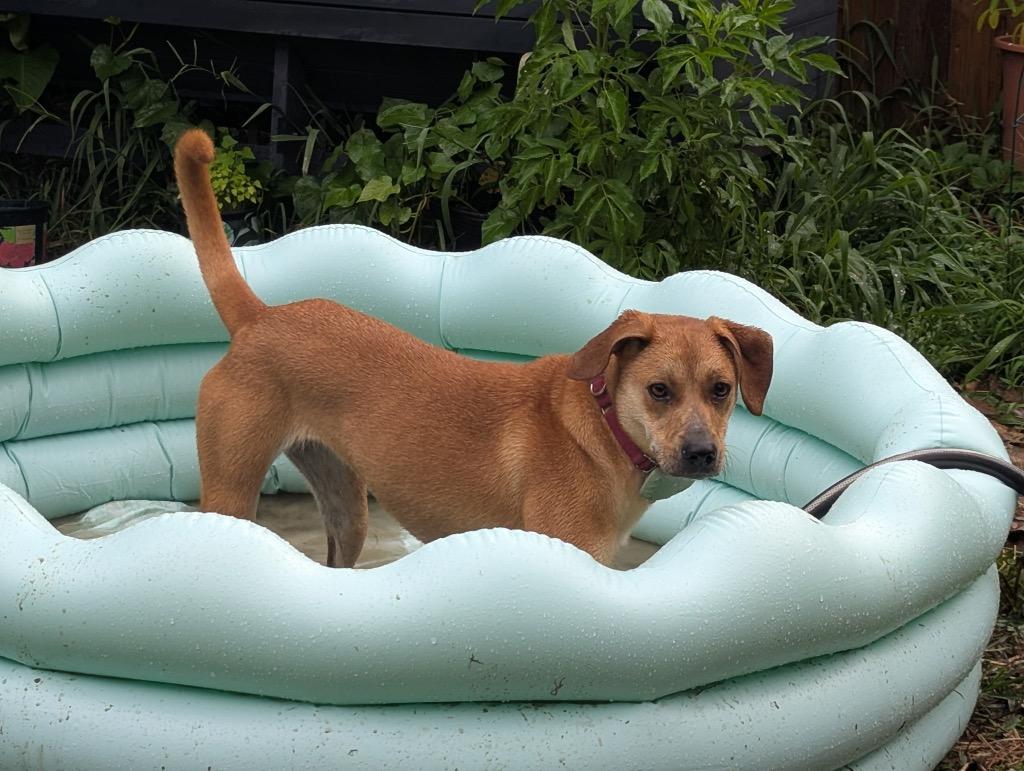 Daisy (In Foster), a Adoptable Hound in New Orleans, LA image 4/4