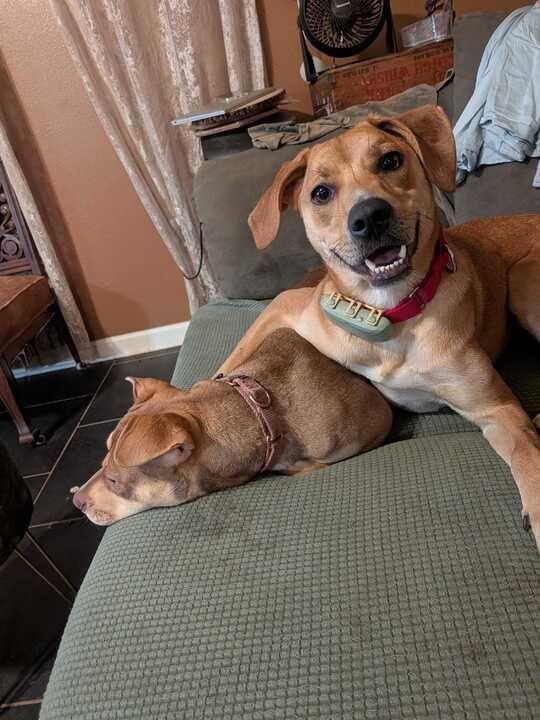 Enlarge Daisy (In Foster), a Adoptable Hound in New Orleans, LA image 3/6