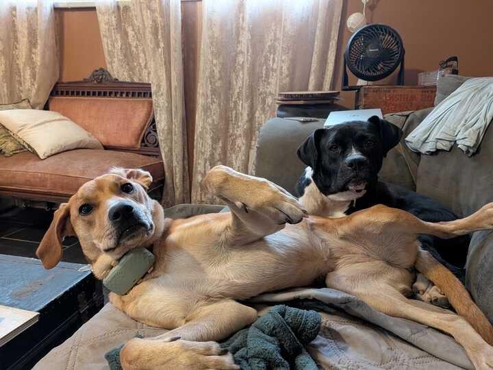 Enlarge Daisy (In Foster), a Adoptable Hound in New Orleans, LA image 4/6