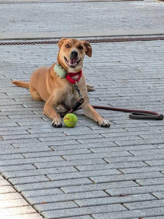 Enlarge Daisy (In Foster), a Adoptable Hound in New Orleans, LA image 5/6