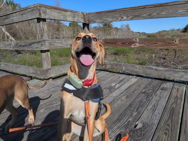 Enlarge Daisy (In Foster), a Adoptable Hound in New Orleans, LA image 6/6