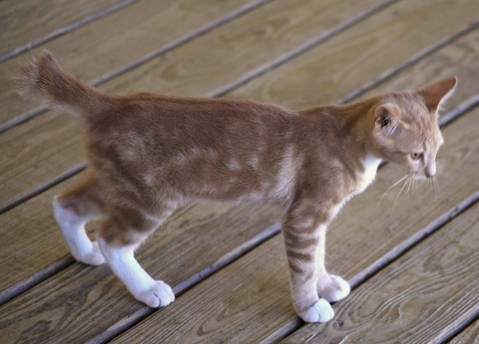 Glenn, an adopted Domestic Short Hair in North Fort Myers, FL image 2/3