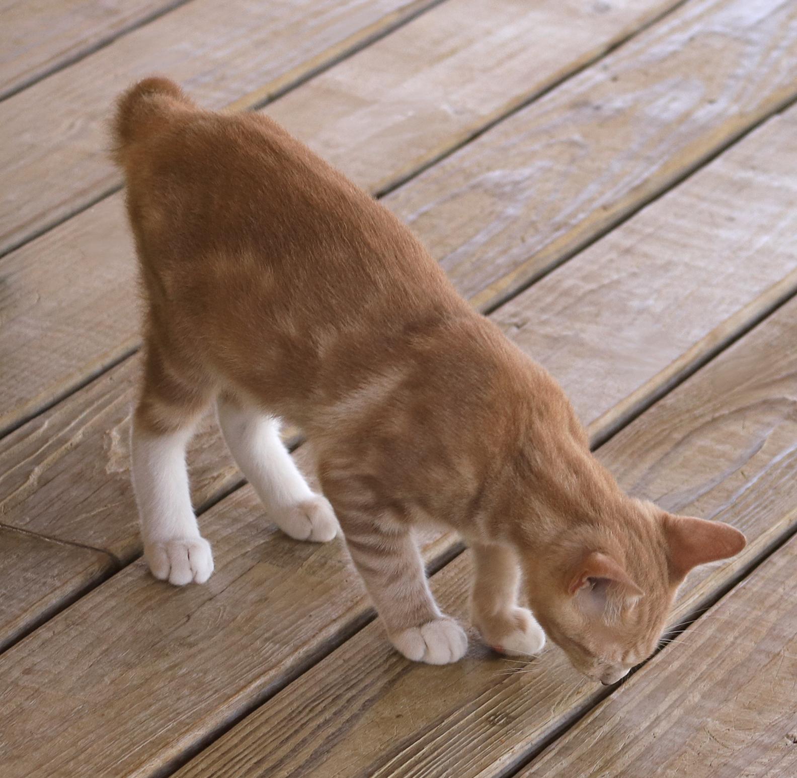 Glenn, an adopted Domestic Short Hair in North Fort Myers, FL image 3/3