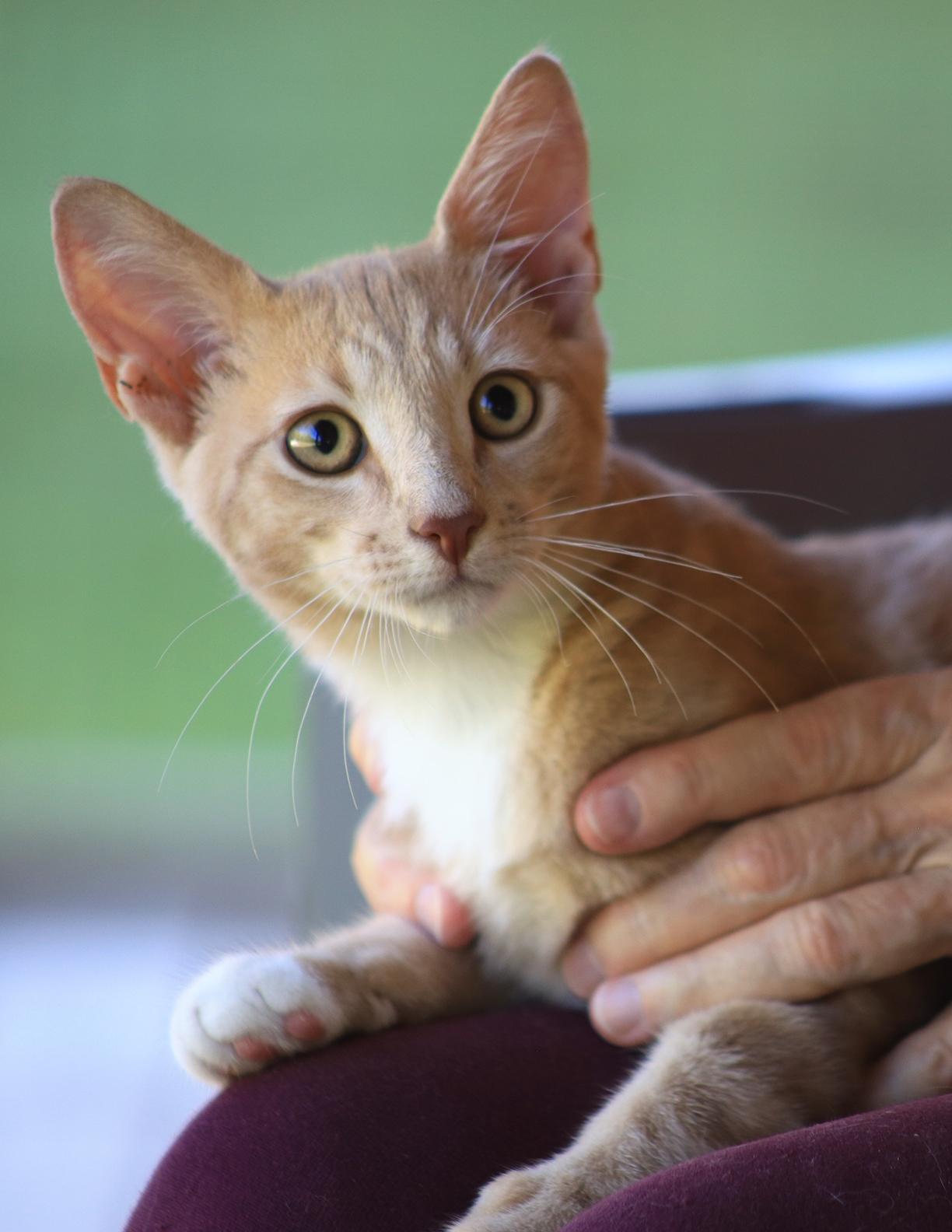 Glenn, adopted, Kitten Male Domestic Short Hair.