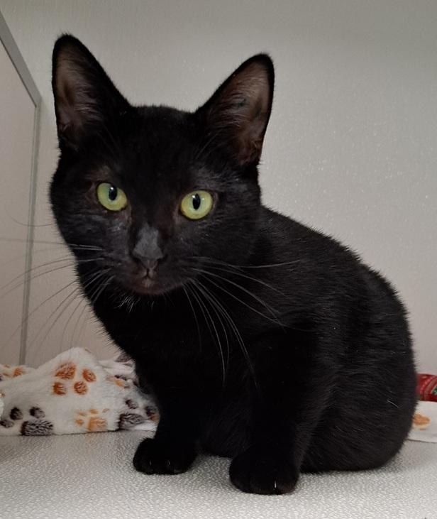 Murphy, ADOPTABLE, Young Male Domestic Short Hair.