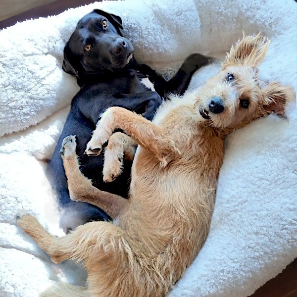 Dog for adoption Benji, a Terrier in Encinitas, CA Petfinder