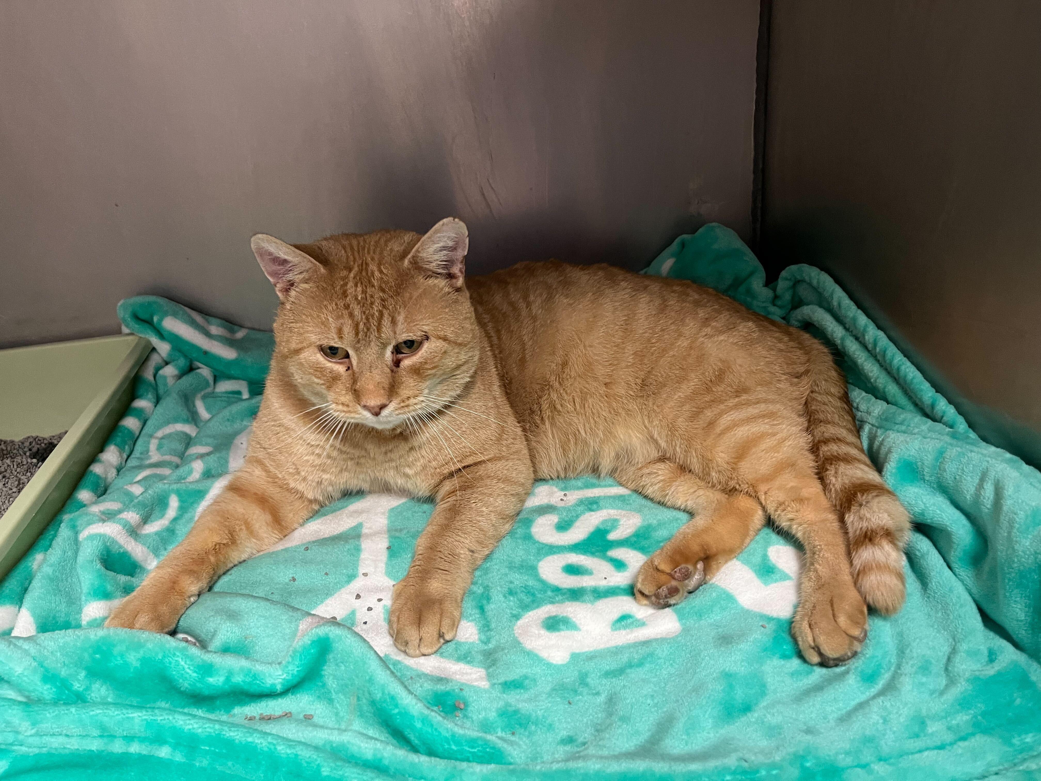 Mufasa, a ADOPTABLE Domestic Short Hair in Conshohocken, PA image 1/3