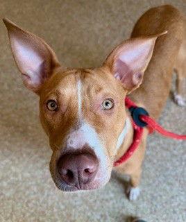 Enlarge MAP, a Adoptable American Staffordshire Terrier in Clyde, NC image 1/1