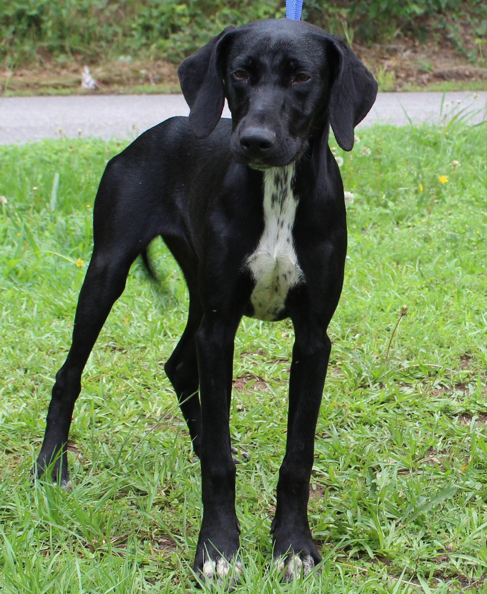 Little Bit 43605, a Adoptable Hound in Prattville, AL image 1/3