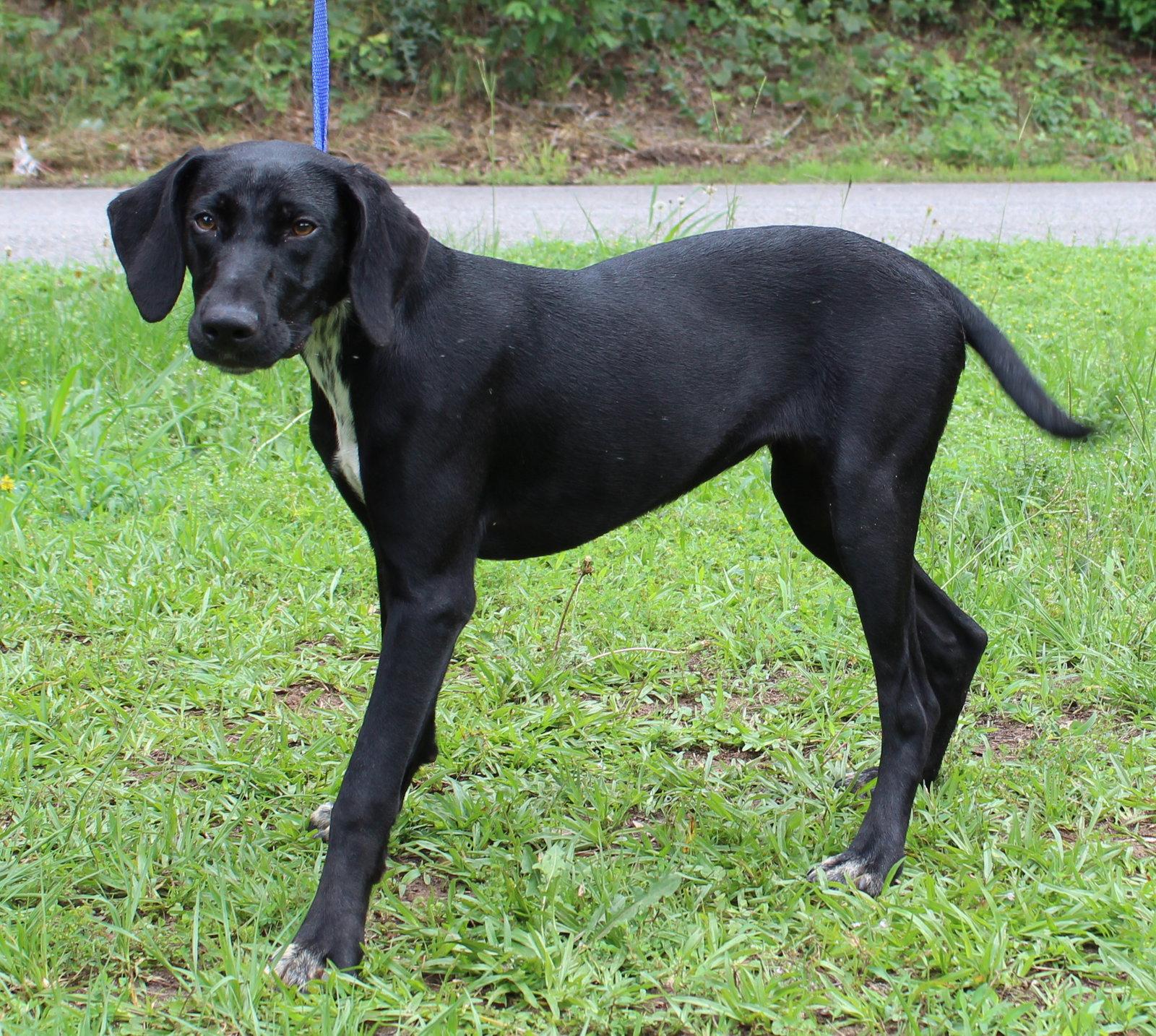 Little Bit 43605, a Adoptable Hound in Prattville, AL image 2/3