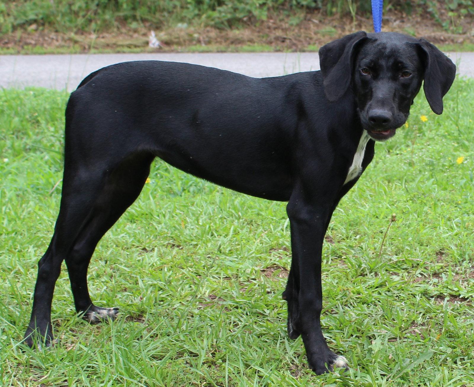 Little Bit 43605, a Adoptable Hound in Prattville, AL image 3/3