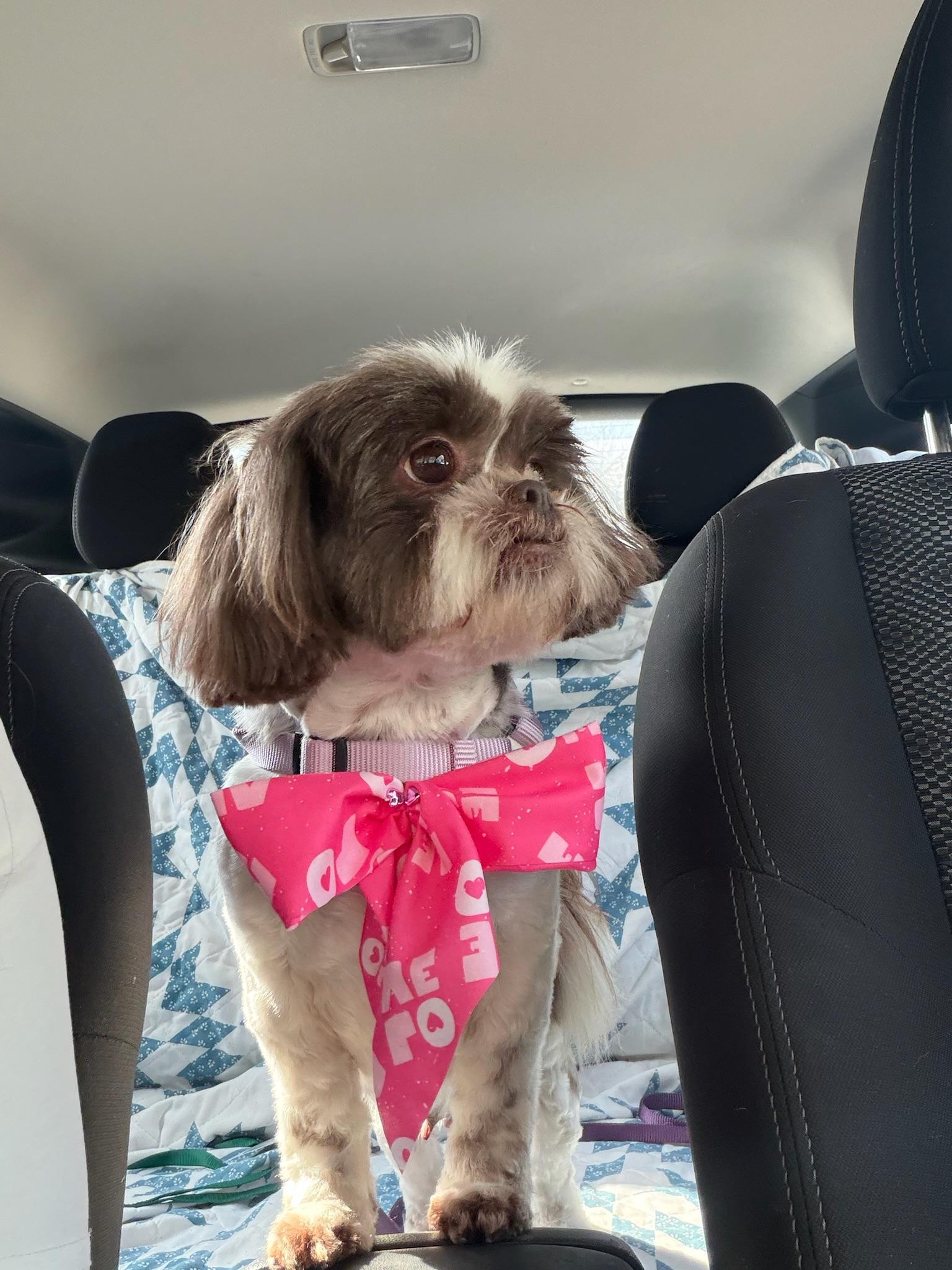 Enlarge Sophie, an adopted Shih Tzu in Austin, TX image 1/6