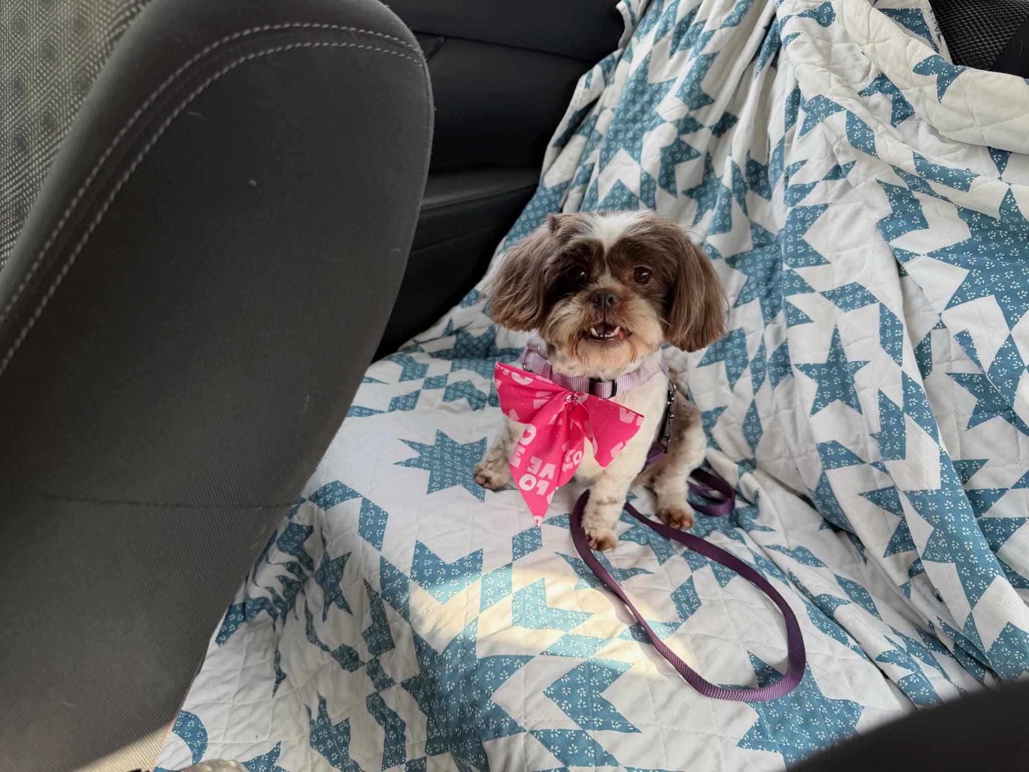 Enlarge Sophie, an adopted Shih Tzu in Austin, TX image 4/6
