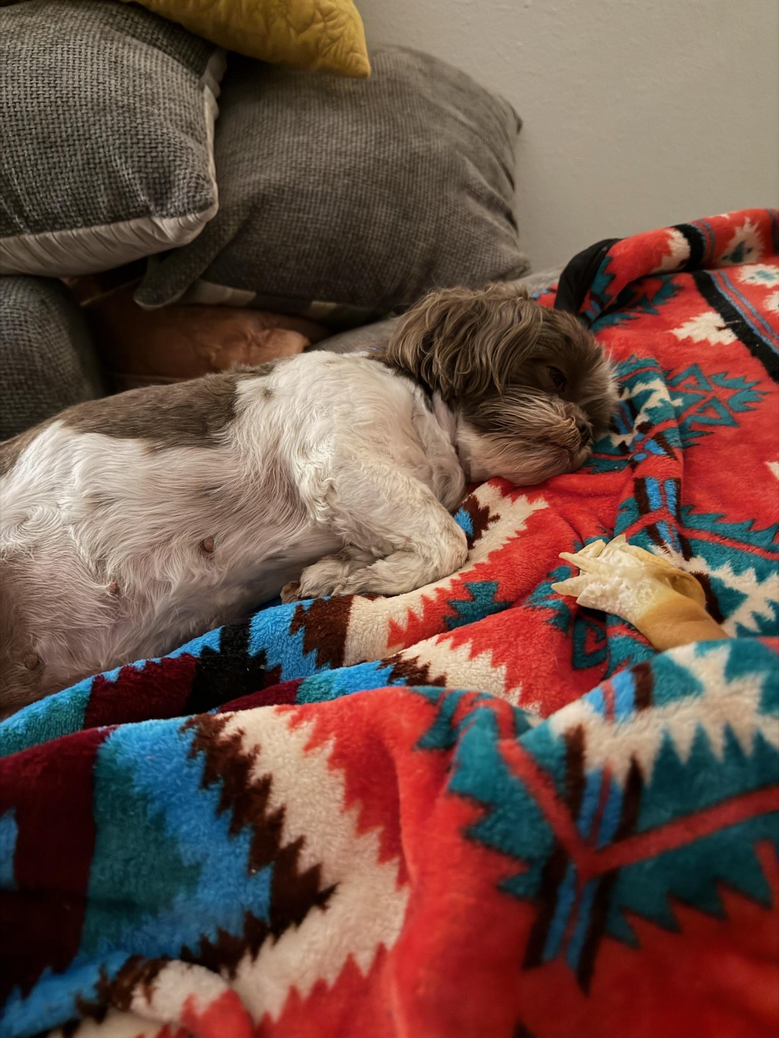 Enlarge Sophie, an adopted Shih Tzu in Austin, TX image 6/6