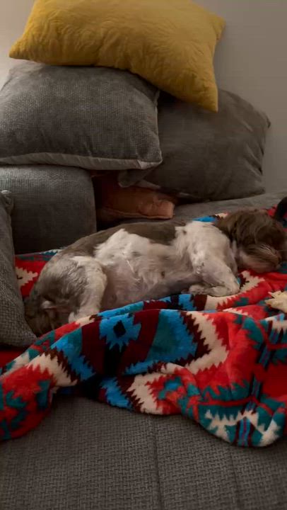 Enlarge Sophie, an adopted Shih Tzu in Austin, TX video 5/6