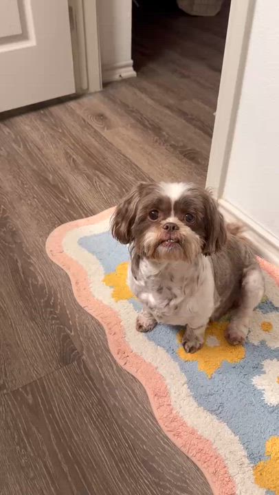 Enlarge Sophie, an adopted Shih Tzu in Austin, TX video 3/6