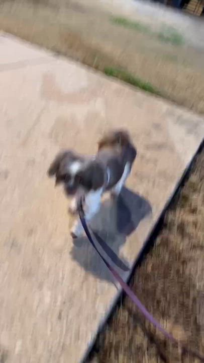 Enlarge Sophie, an adopted Shih Tzu in Austin, TX video 2/6