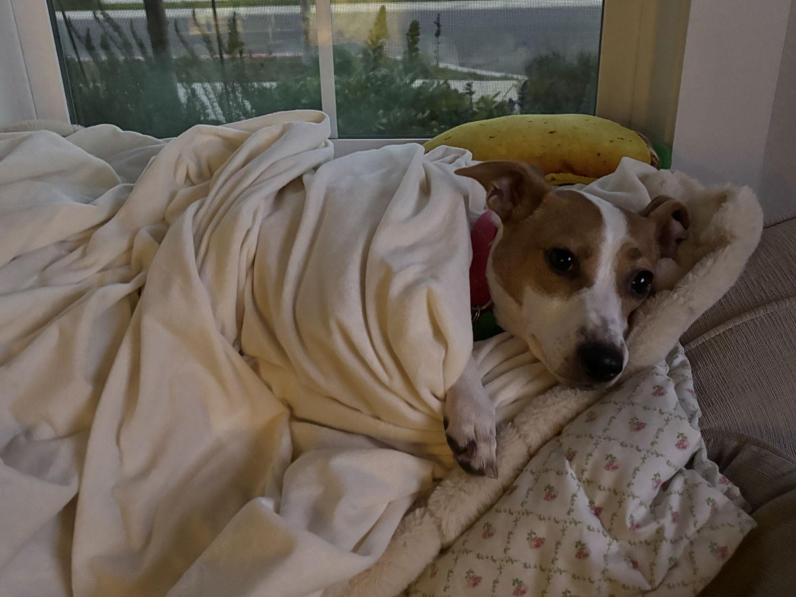 Cupcake, Adoptable, Young Female Rat Terrier.