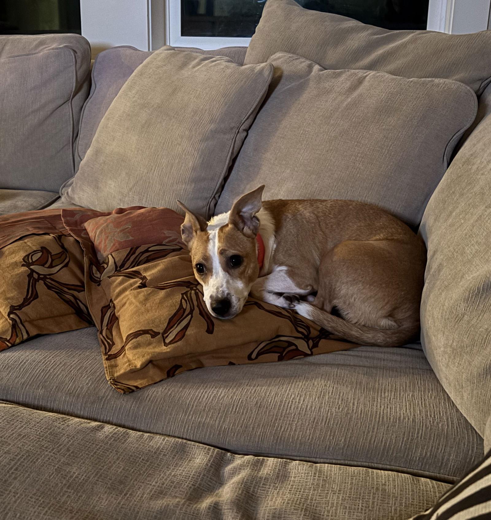 Enlarge Cupcake, a Adoptable Rat Terrier in Davis, CA image 2/3