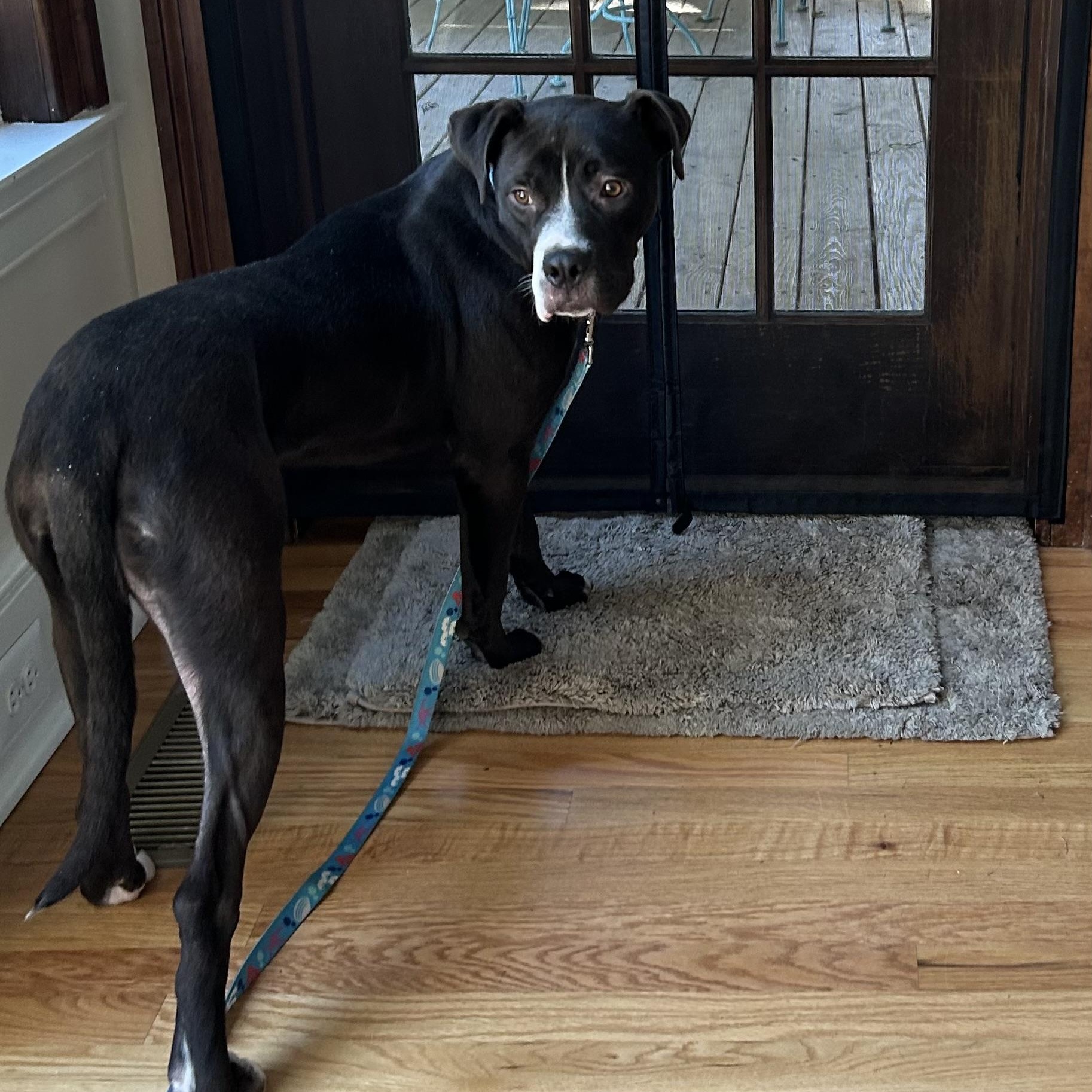 Dante, an absolute doll, gentle, smart, affectionate!, a ADOPTABLE mixed breed in Richmond, VA image 3/6