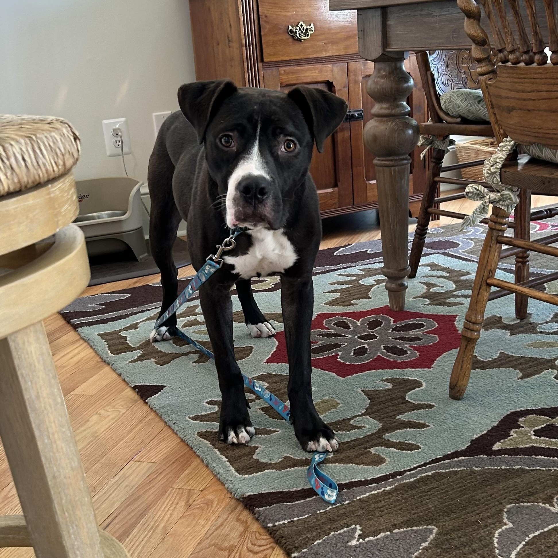 Dante, an absolute doll, gentle, smart, affectionate!, a ADOPTABLE mixed breed in Richmond, VA image 4/6