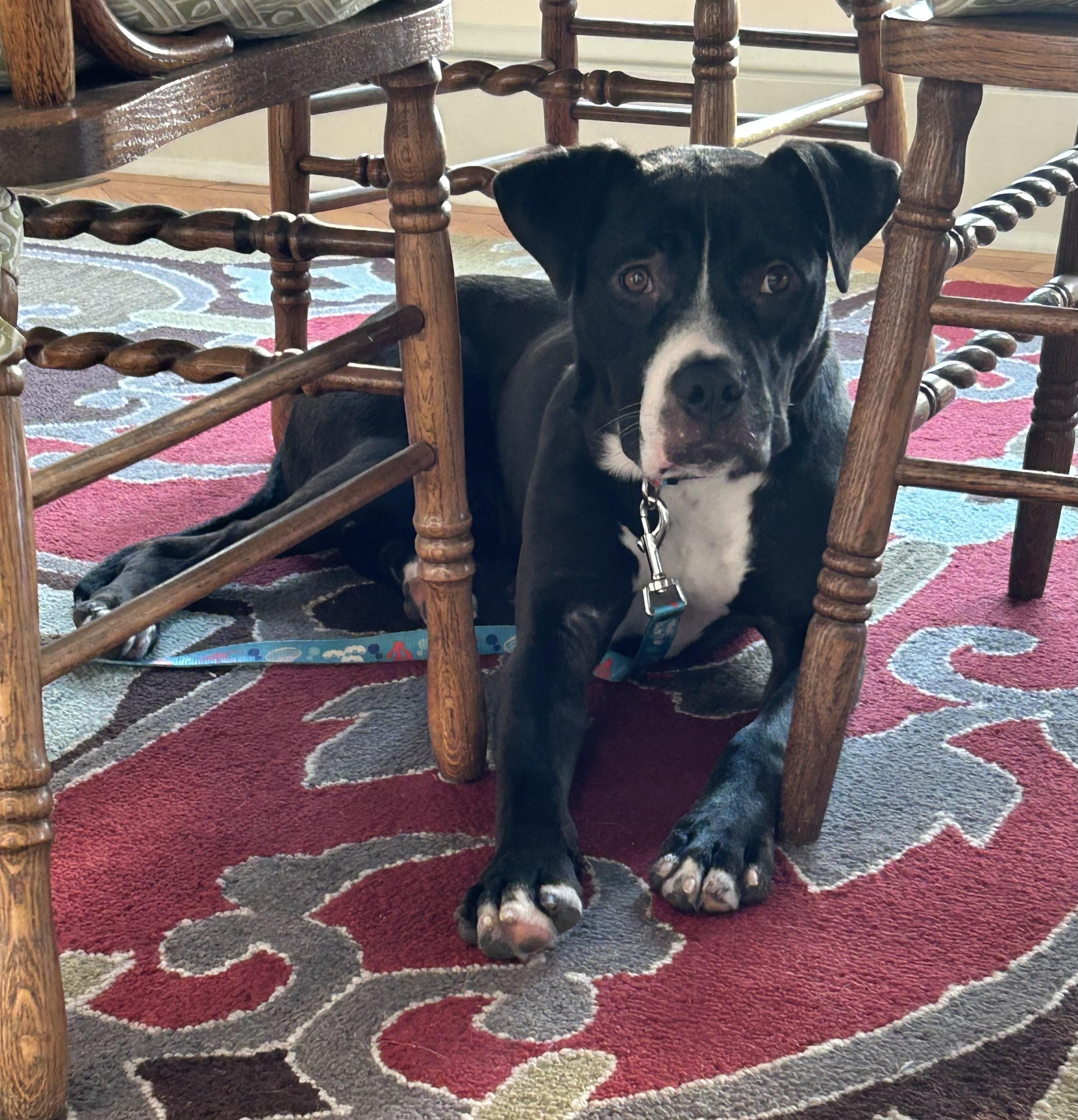 Dante, an absolute doll, gentle, smart, affectionate!, ADOPTABLE, Young Male Staffordshire Bull Terrier & Labrador Retriever.