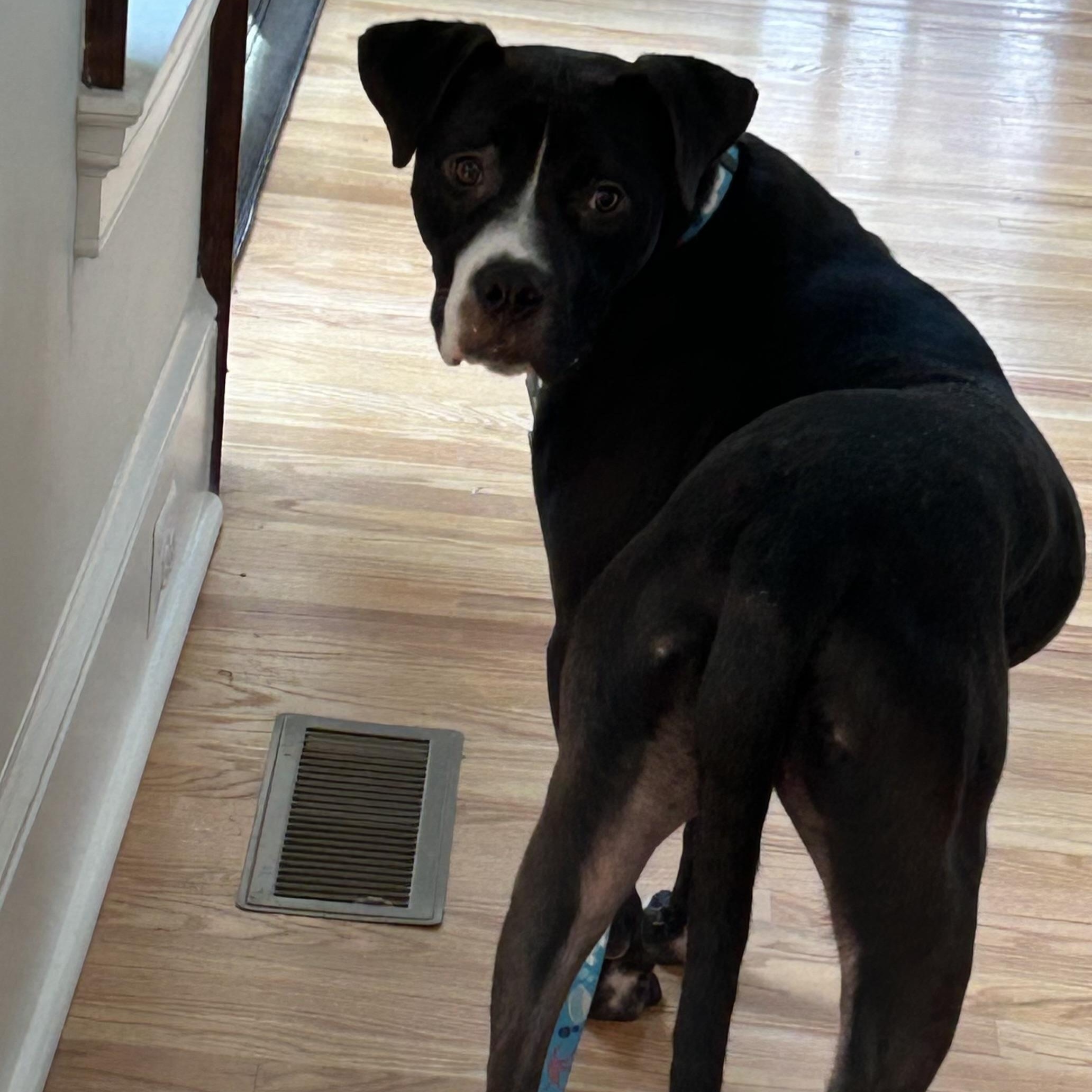 Dante, an absolute doll, gentle, smart, affectionate!, a ADOPTABLE mixed breed in Richmond, VA image 2/6