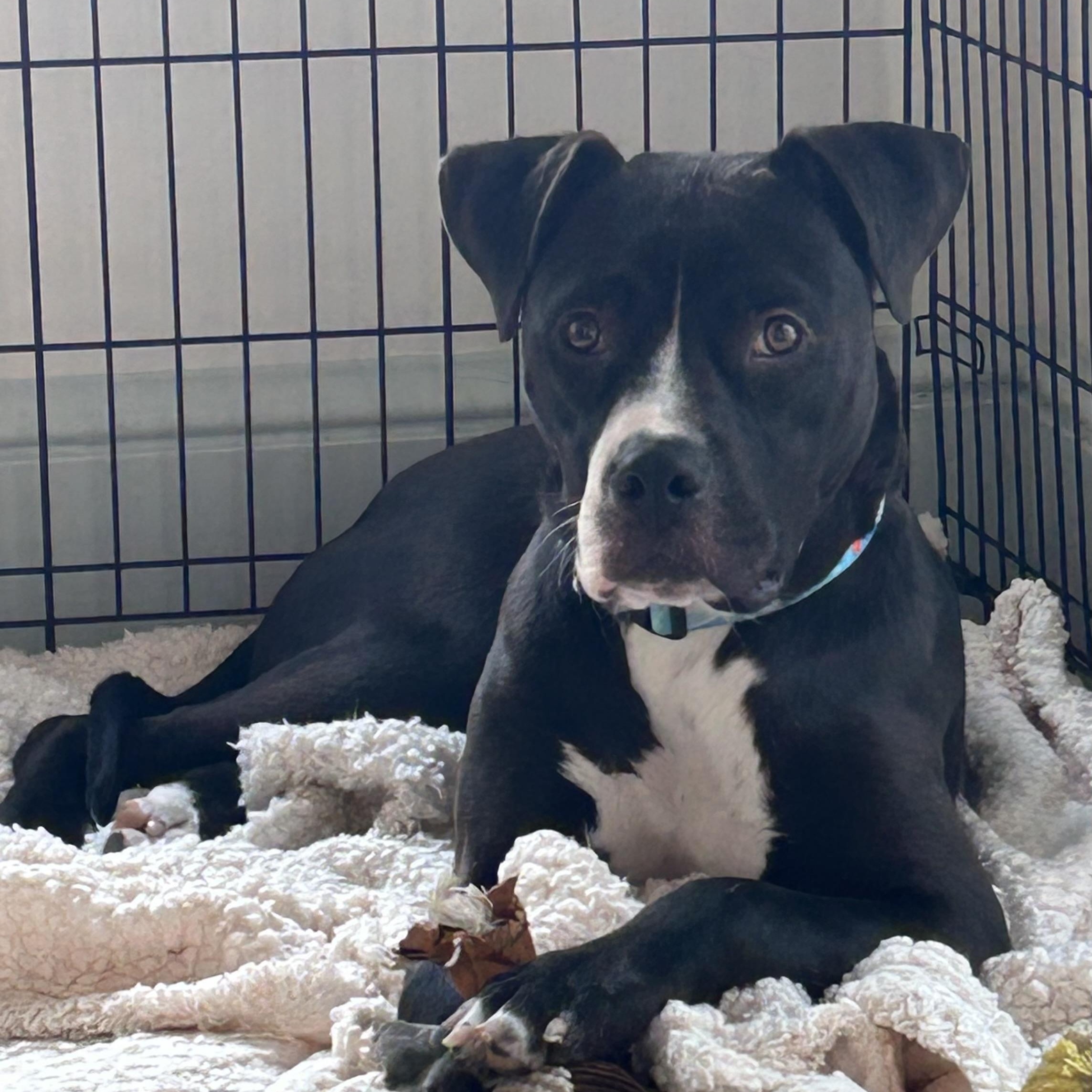 Dante, an absolute doll, gentle, smart, affectionate!, ADOPTABLE, Young Male Boxer & Labrador Retriever.