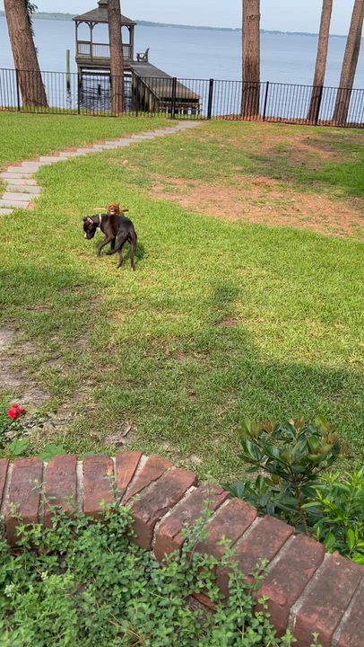 Enlarge Dante, an absolute doll, gentle, smart, playful and affectionate, watch video, a ADOPTABLE mixed breed in Richmond, VA video 5/6