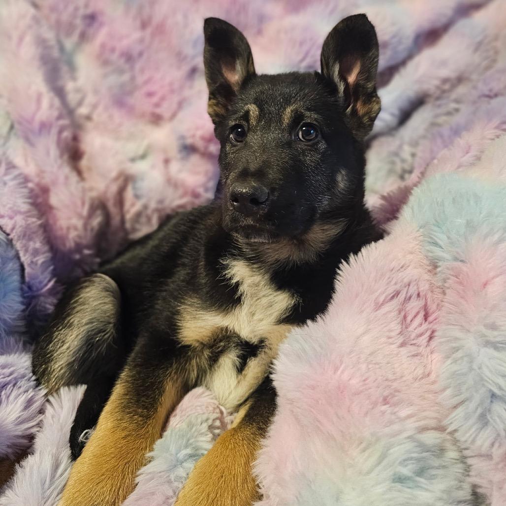 Liam, Adoptable, Puppy Male German Shepherd Dog & Mixed Breed.