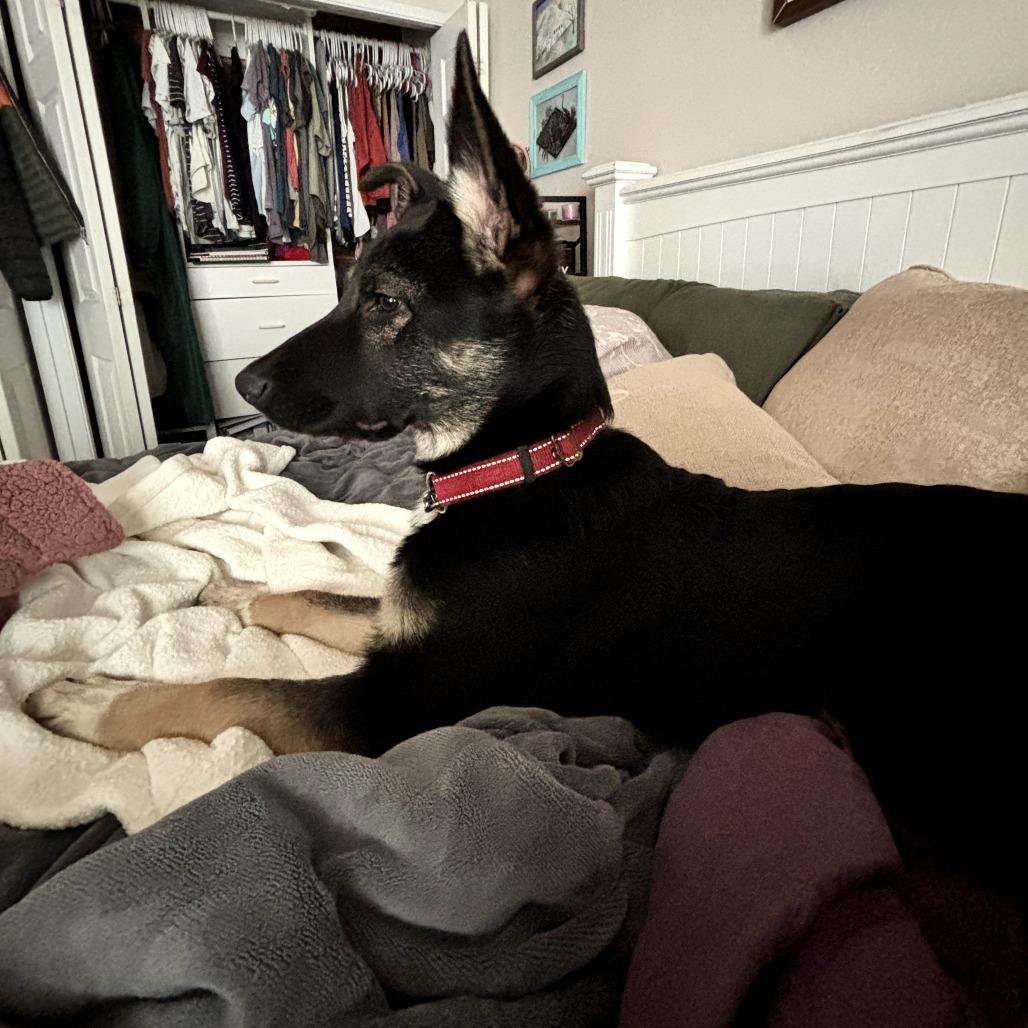 Enlarge Liam, a Adoptable mixed breed in Ferndale, WA image 3/6