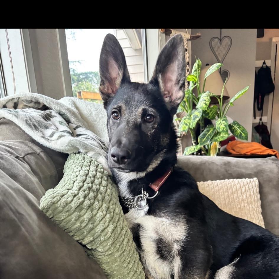 Liam, Adoptable, Young Male German Shepherd Dog & Mixed Breed.