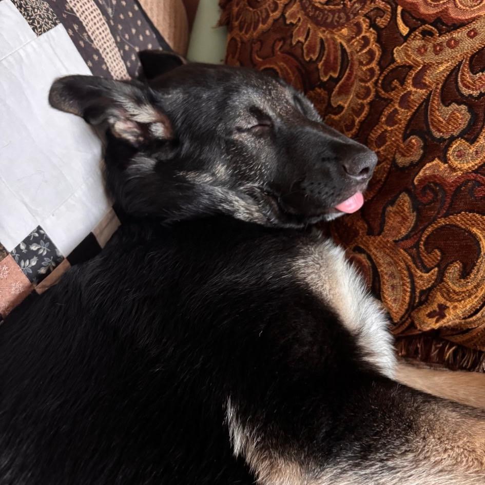 Liam, a Adoptable mixed breed in Ferndale, WA image 3/5