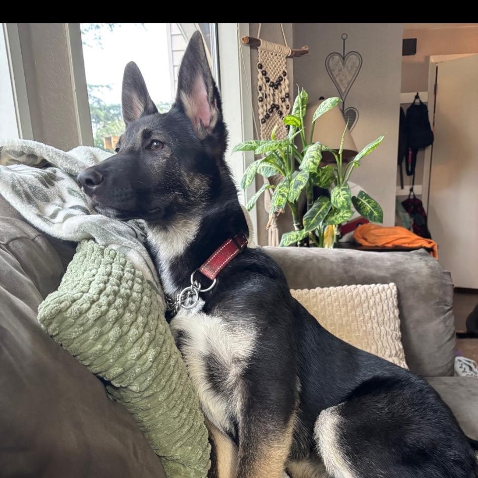 Liam, a Adoptable mixed breed in Ferndale, WA image 4/5