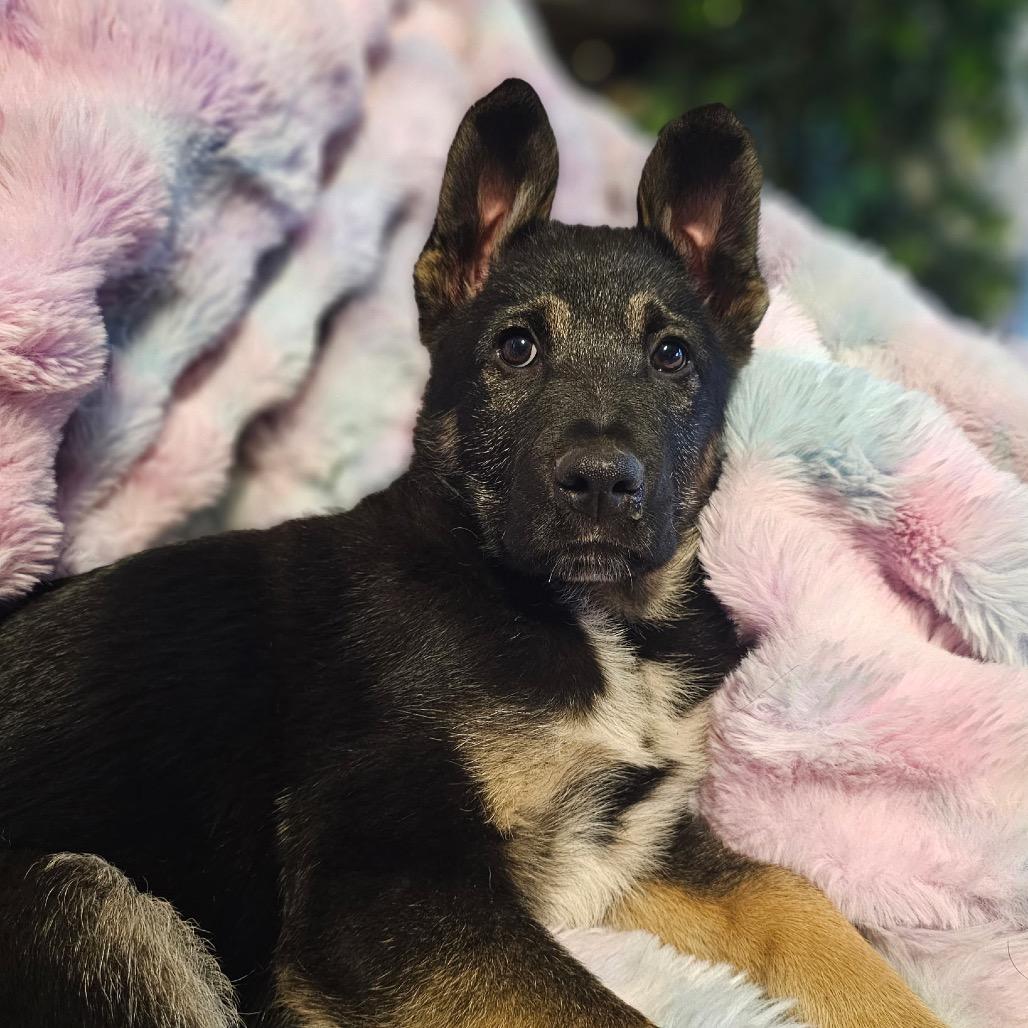 Enlarge Liam, a Adoptable mixed breed in Ferndale, WA image 5/6