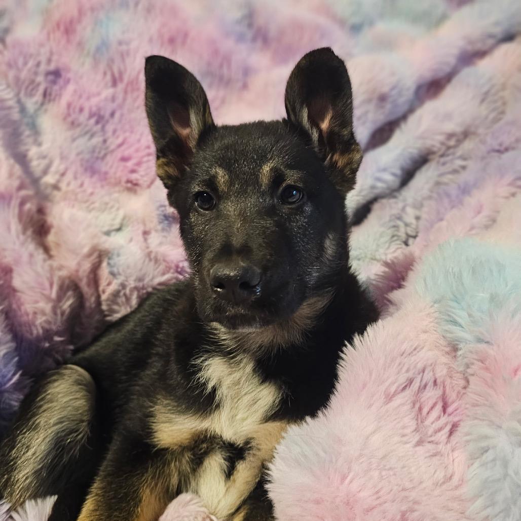 Enlarge Liam, a Adoptable mixed breed in Ferndale, WA image 6/6