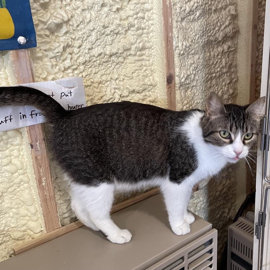 Fish -sponsored!-, Adoptable, Adult Male Domestic Short Hair.