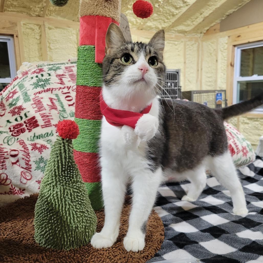 Fish -sponsored!-, a Adoptable Domestic Short Hair in Park Falls, WI image 2/4