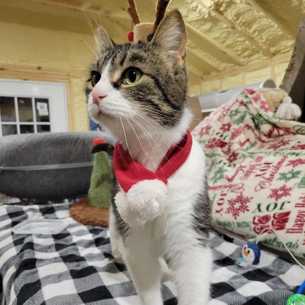 Fish -sponsored!-, a Adoptable Domestic Short Hair in Park Falls, WI image 3/4