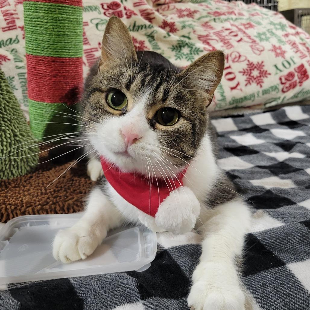 Fish -sponsored!-, a Adoptable Domestic Short Hair in Park Falls, WI image 4/4