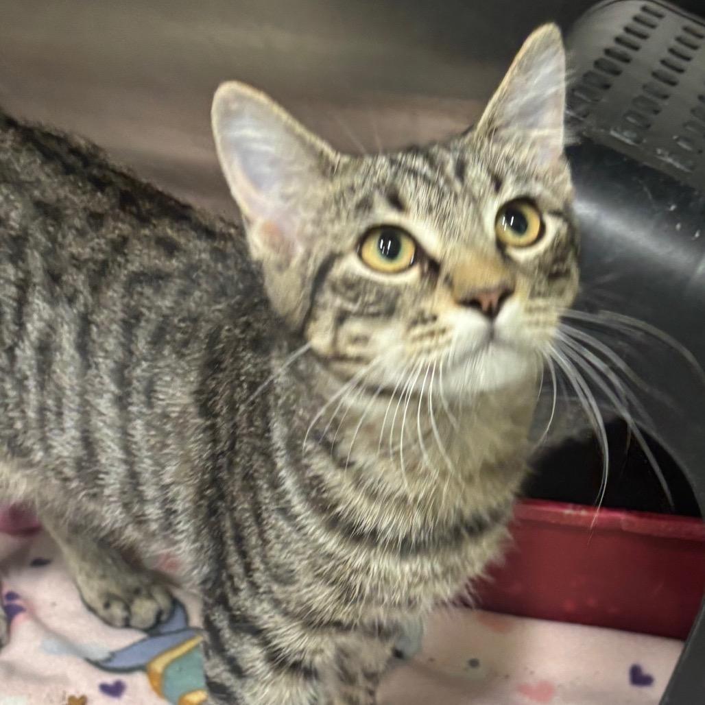 Enlarge Kenny, a Adoptable Domestic Short Hair in Brookfield, MO image 1/1