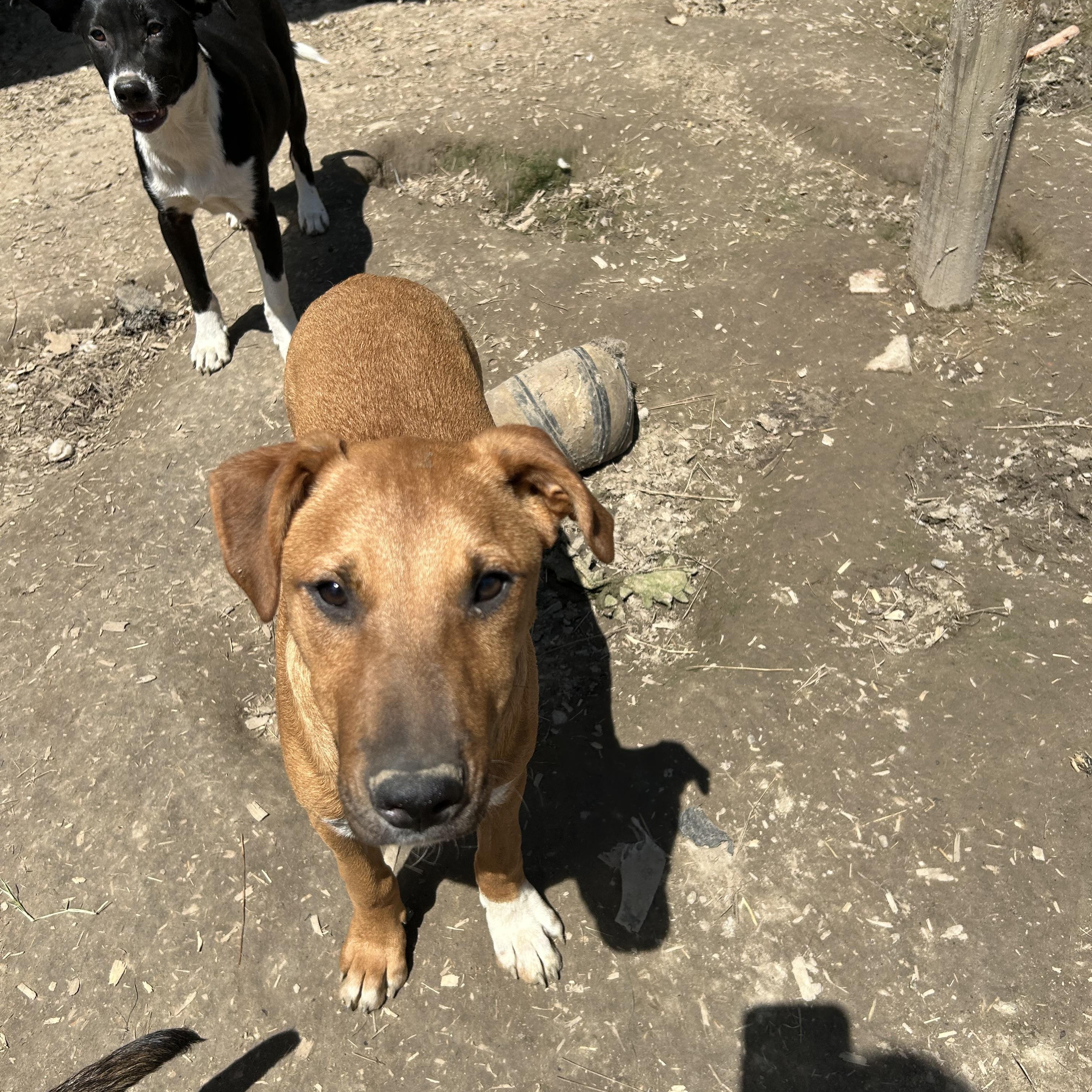 Enlarge Michael, a Adoptable mixed breed in Pine Bluff, AR image 2/2