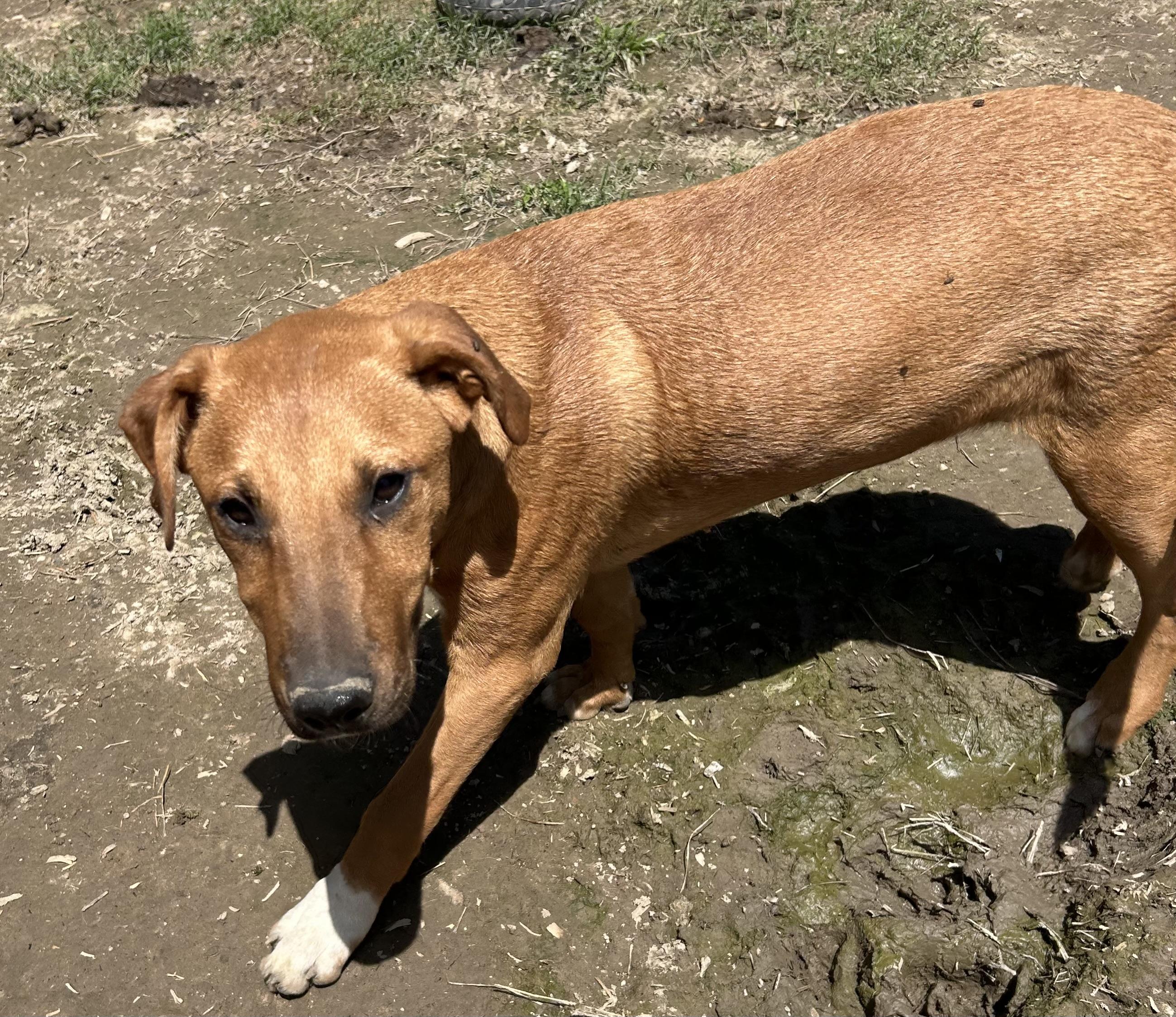 Michael, Adoptable, Young Male Vizsla.