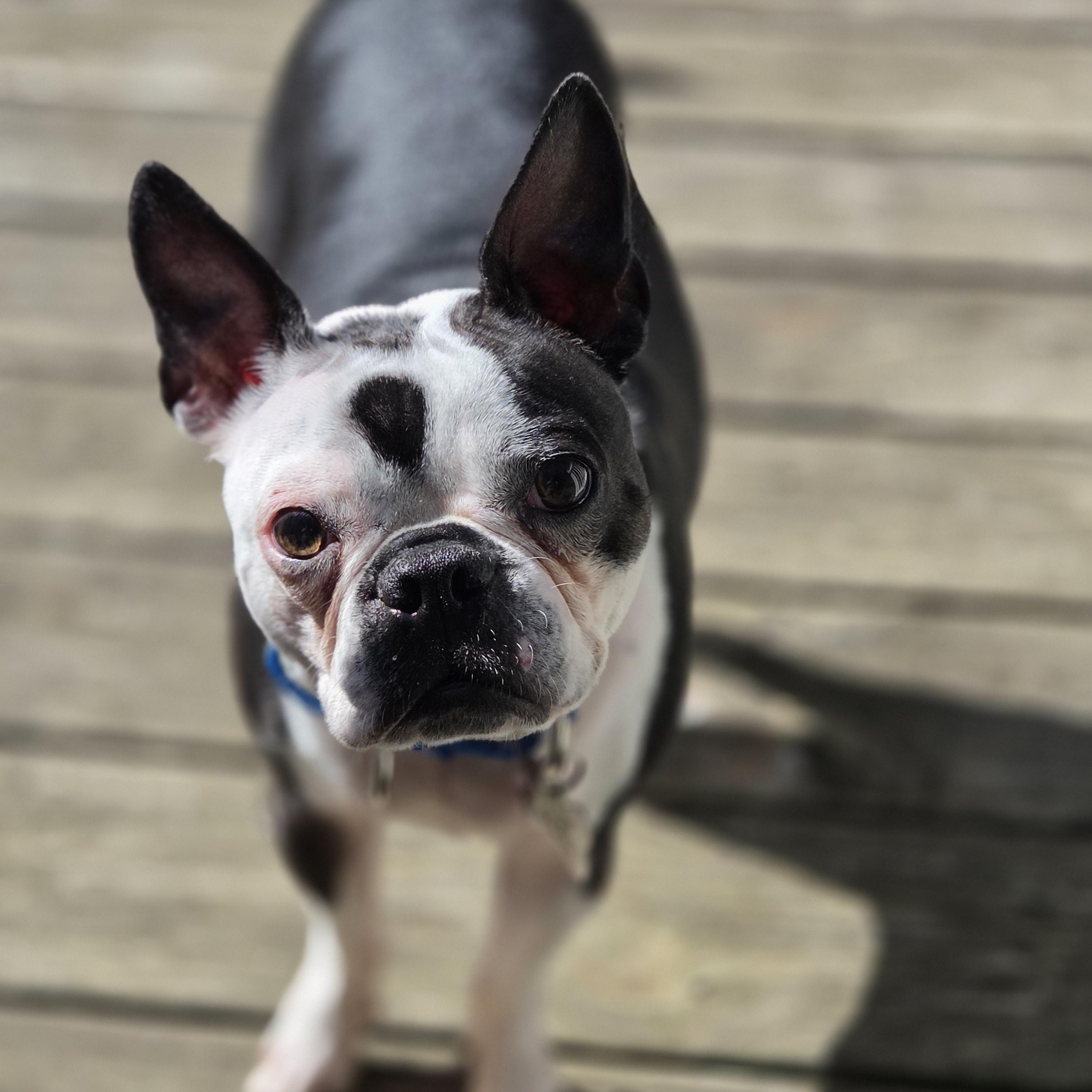 Enlarge Tripster, a Adoptable Boston Terrier in Knoxville, TN image 3/4