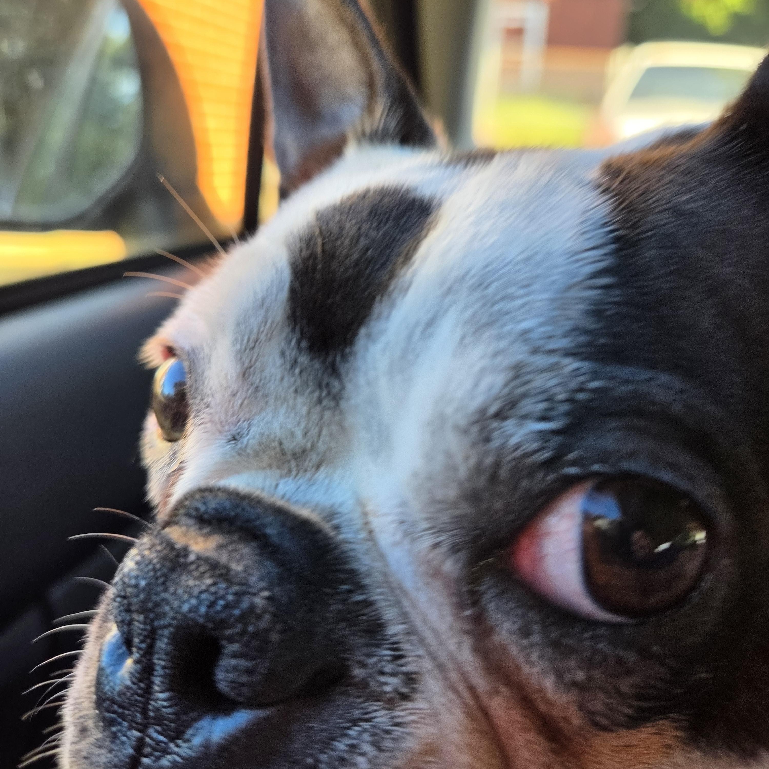 Enlarge Tripster, a Adoptable Boston Terrier in Knoxville, TN image 1/4