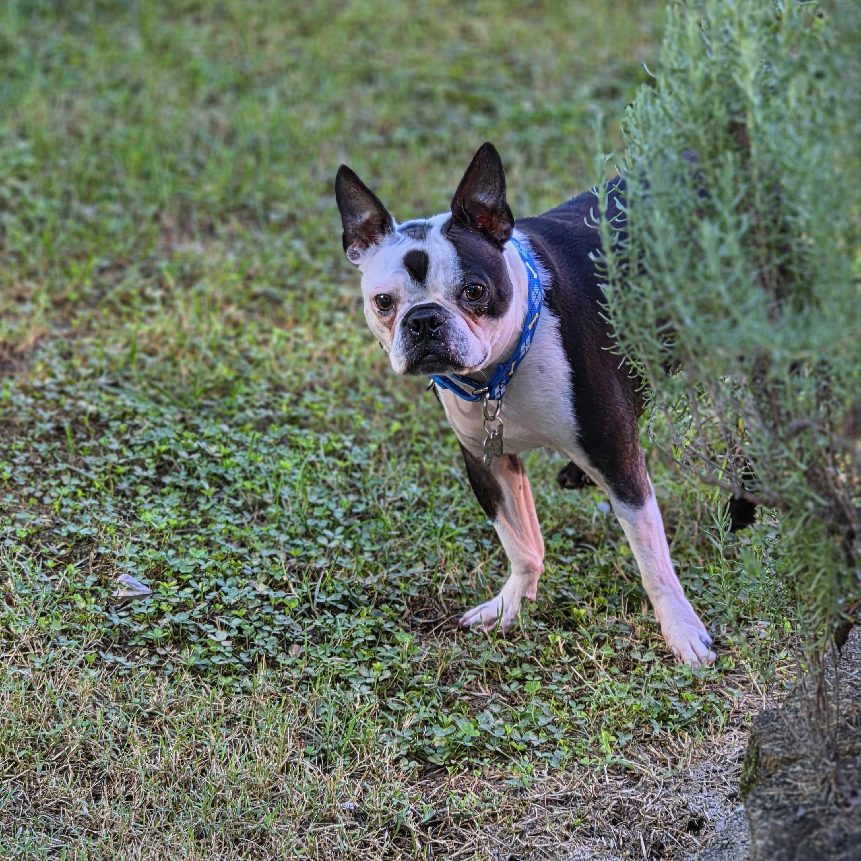 Enlarge Tripster, a Adoptable Boston Terrier in Knoxville, TN image 4/4